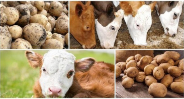 Je možné nebo ne dávat syrové brambory krávě, výhody a škody a jak krmit